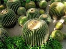 Cactus et Plantes grasses